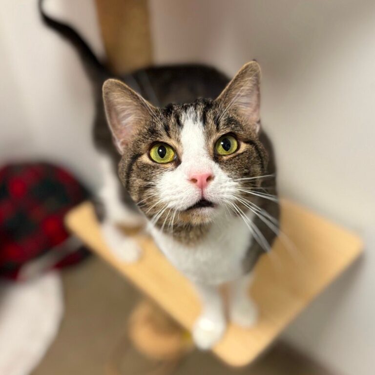 a cat standing on a cat tree