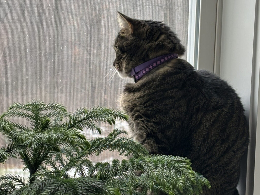 a cat sitting in front of a window