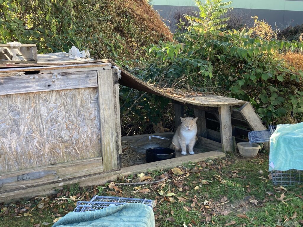 a cat sitting in a shelter