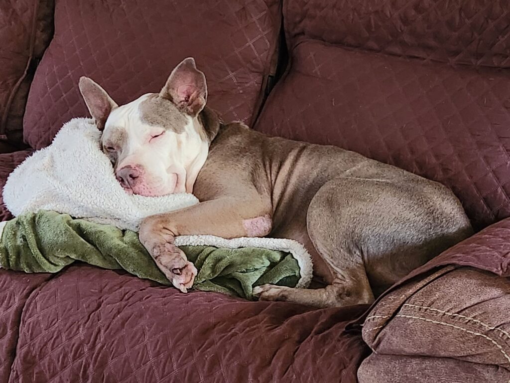 a dog sleeping on a couch