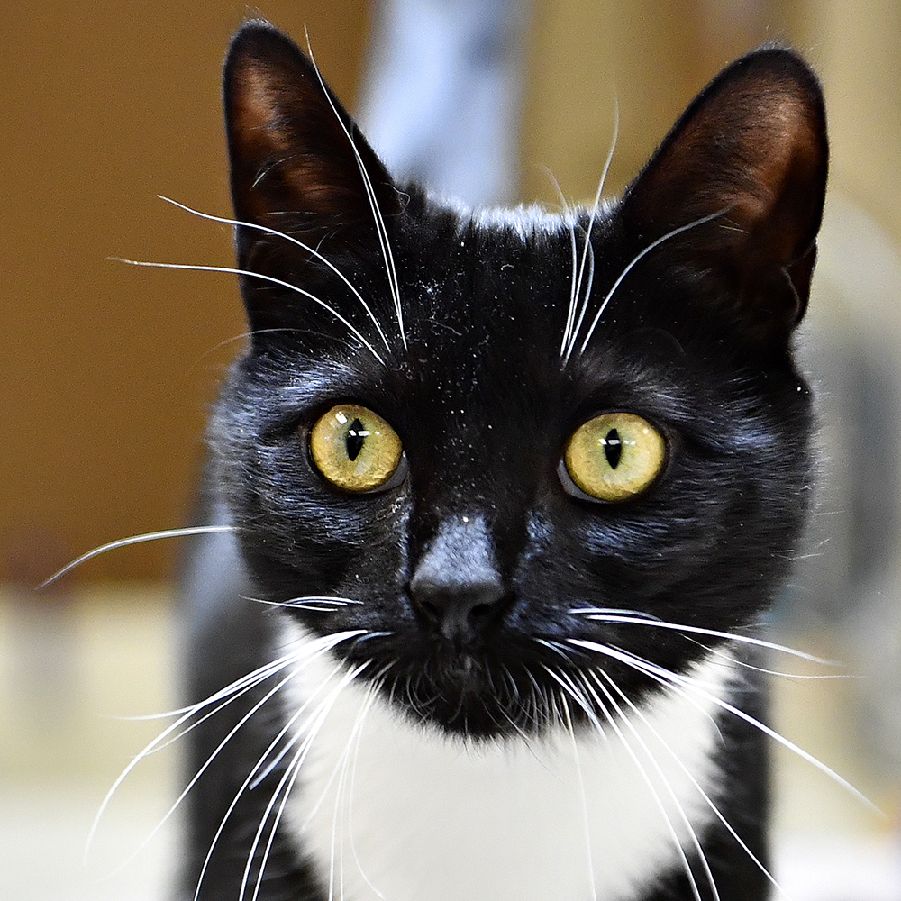 a black and white cat with yellow eyes