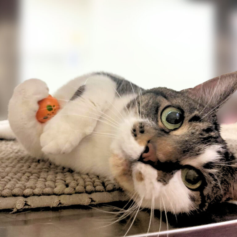 a cat lying on a rug with a toy