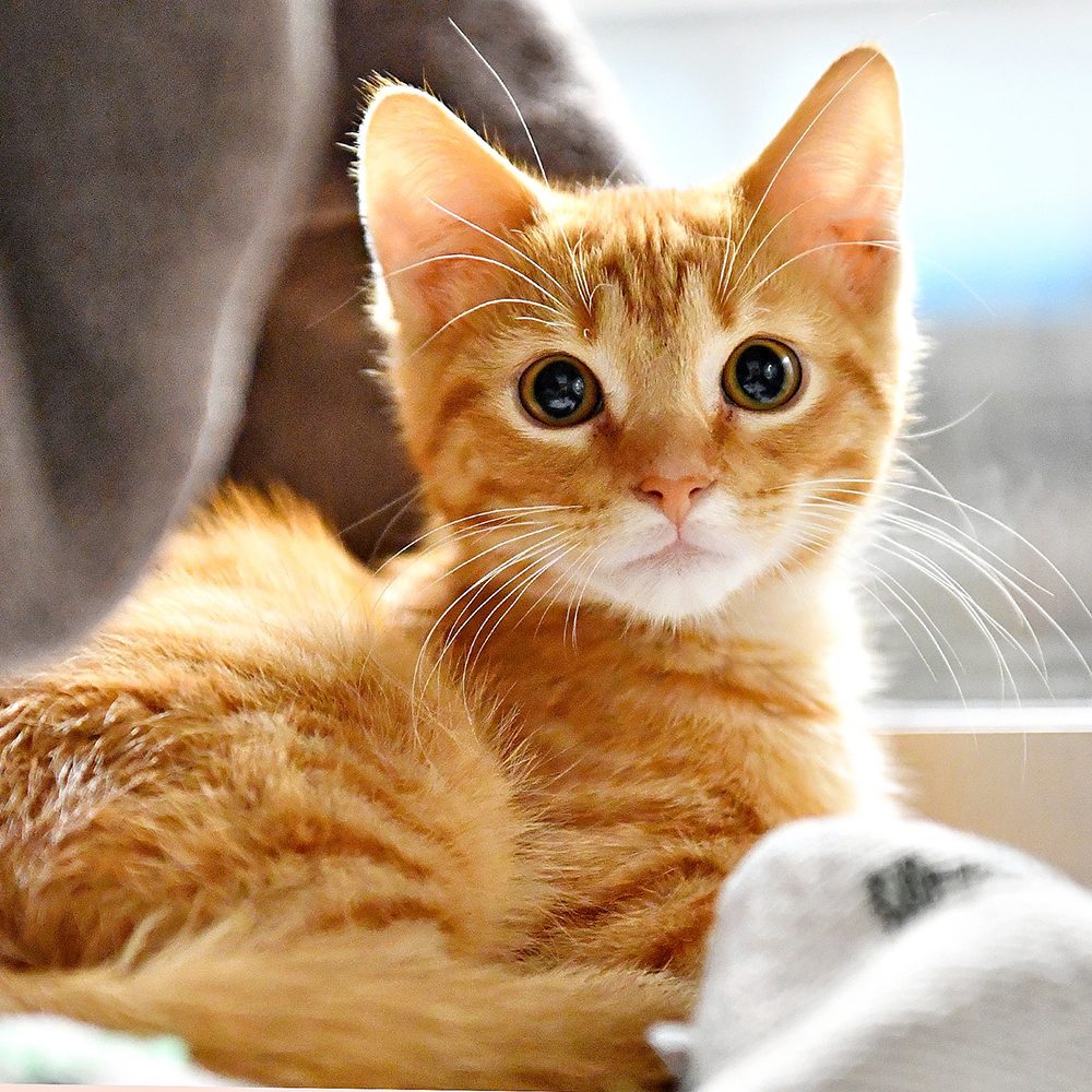 a cat lying on a blanket