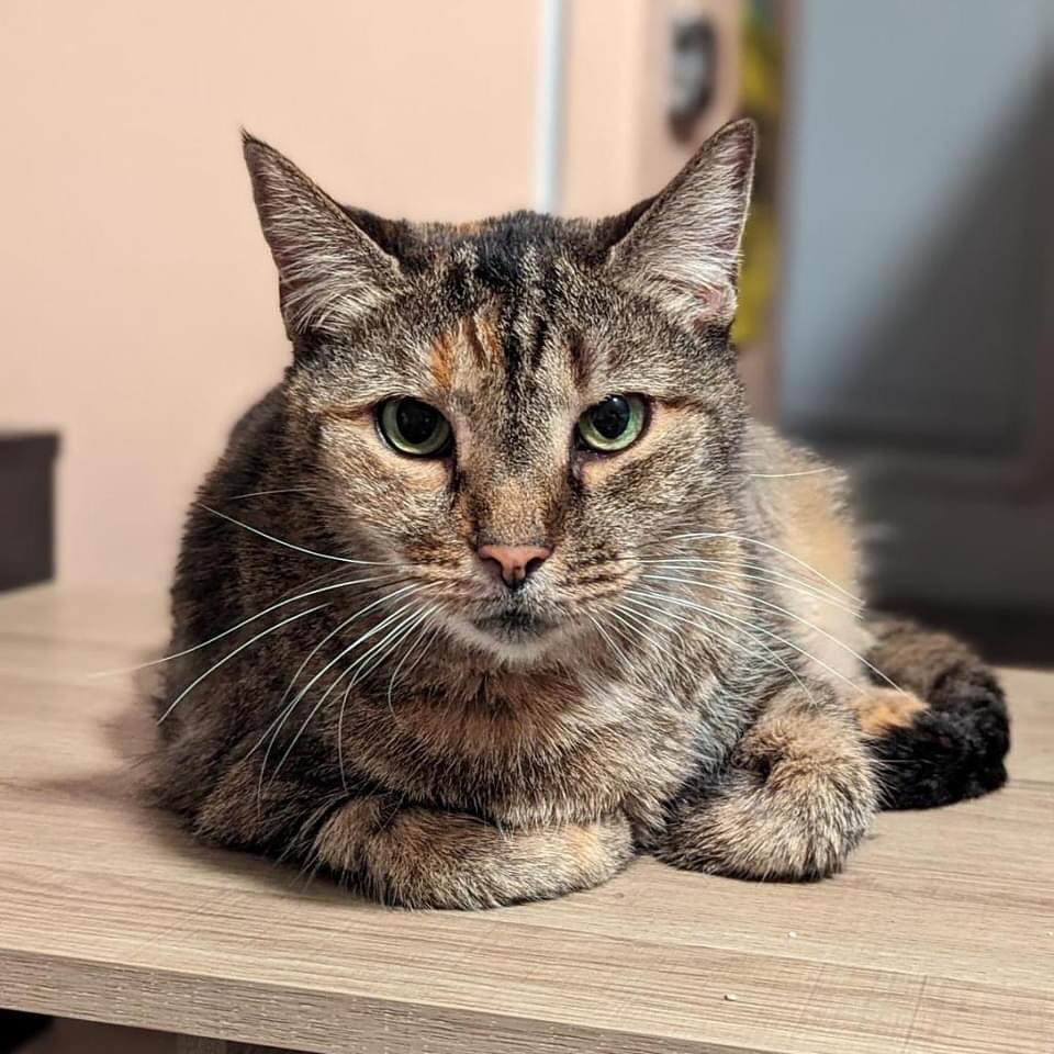 a cat lying on a table