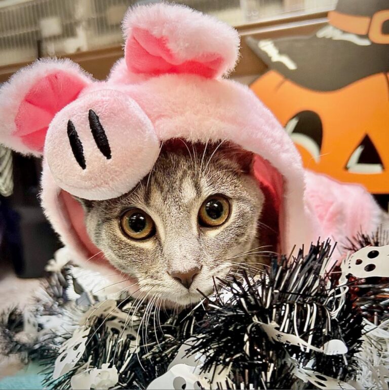 a cat wearing a pink pig garment