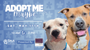 WEB PHOTO Adopt Me Maybe 2025 v1