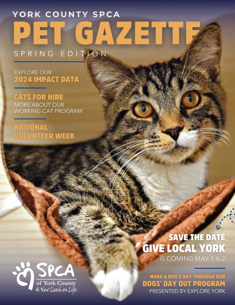 Cat featured in SPCA newsletter cover