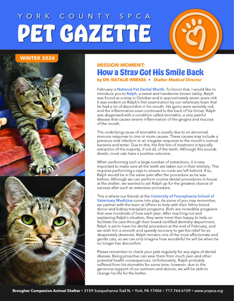 Cat featured on pet care newsletter