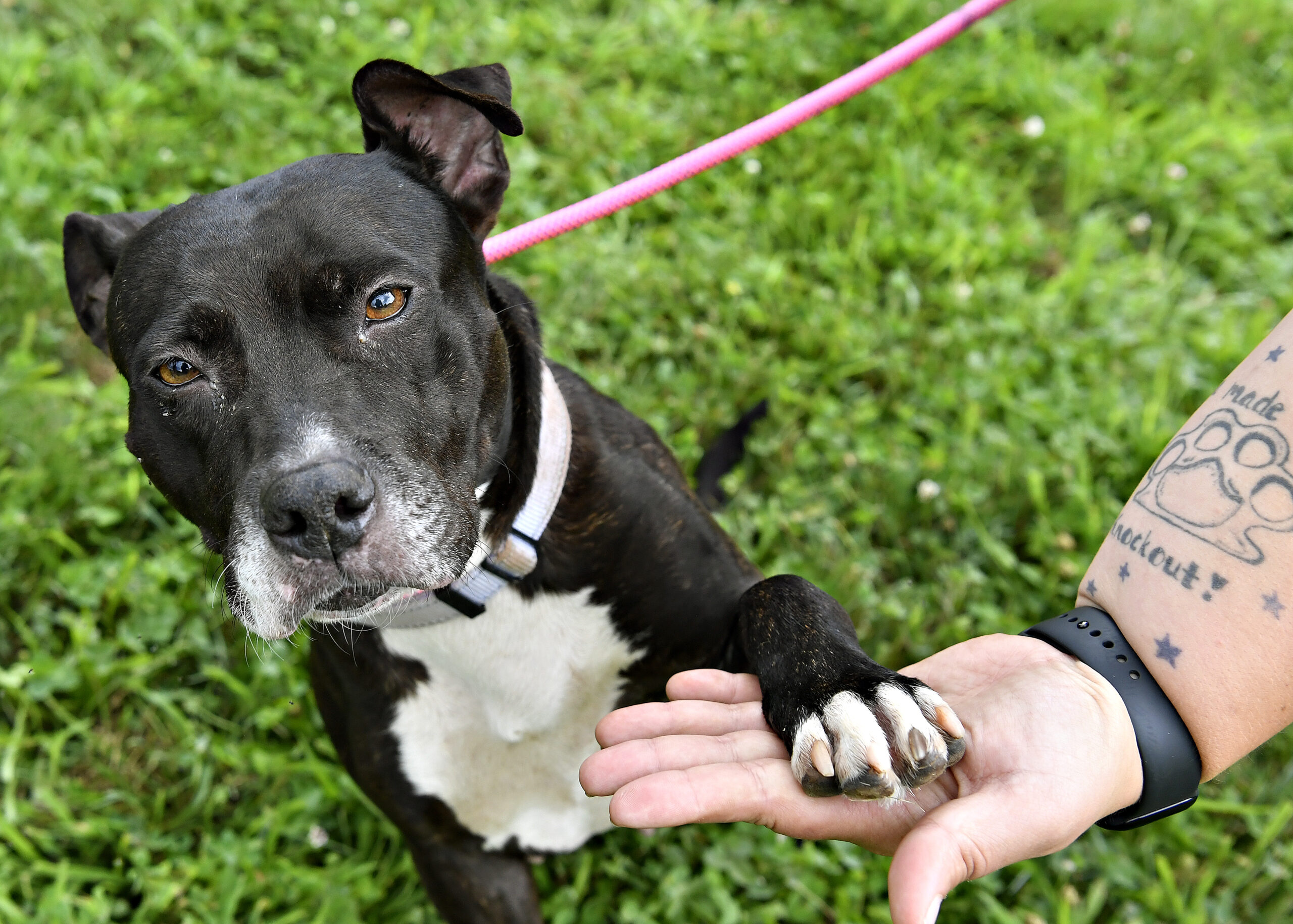 Dog giving paw to human