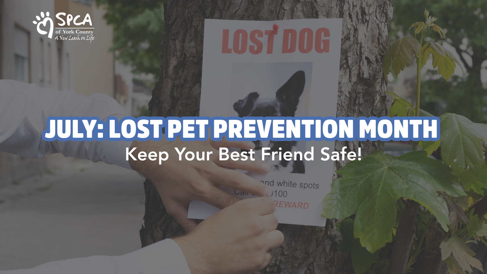 Lost dog poster awareness campaign