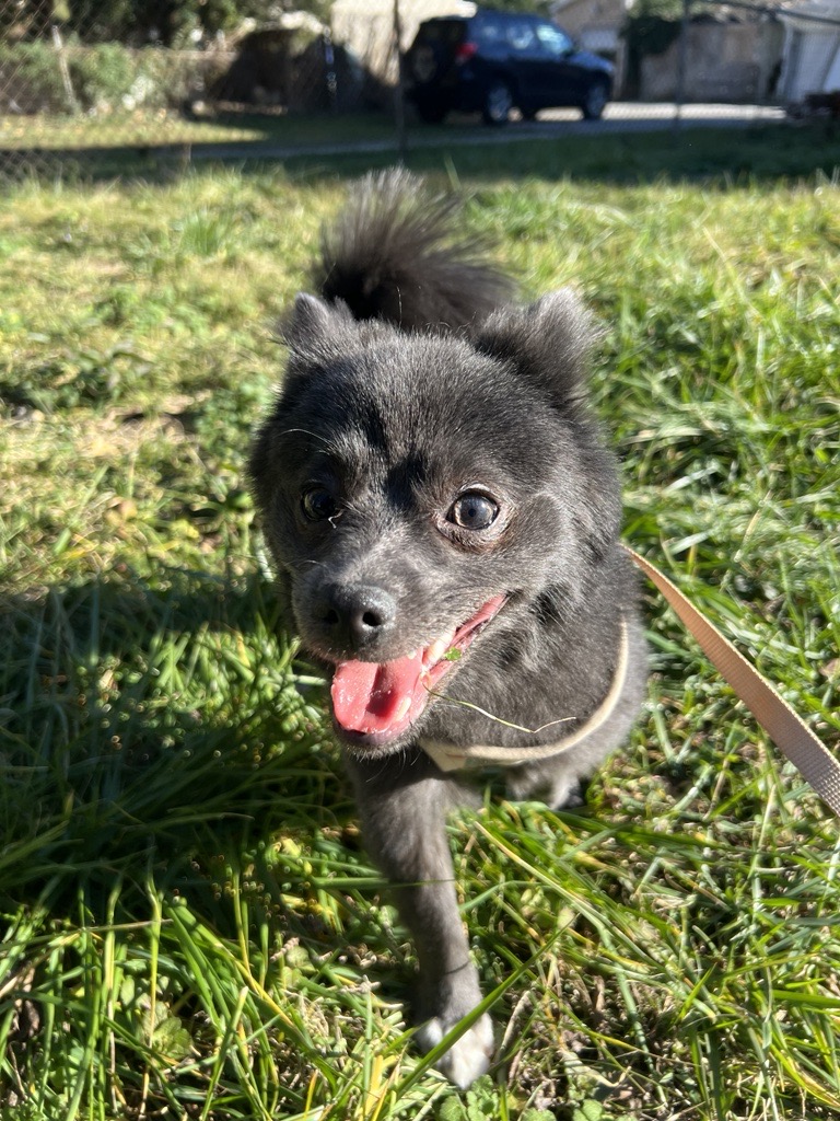 Happy black dog in grass