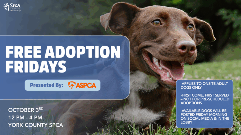 Dog adoption event advertisement poster