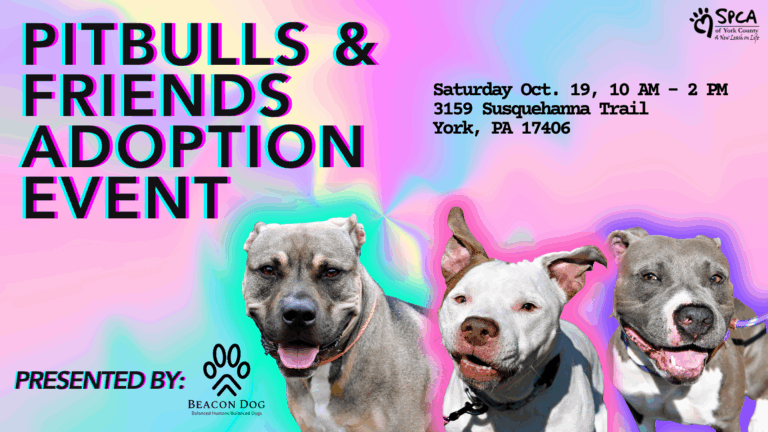 Adoption event for pitbulls and friends.