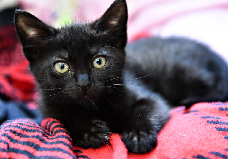 Black kitten on colorful blanket