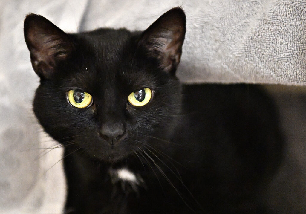 250820 djs SPCA 36 1