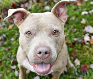 Smiling dog with light brown fur.