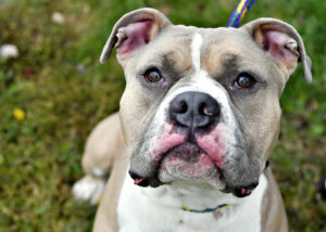 Friendly dog with expressive eyes