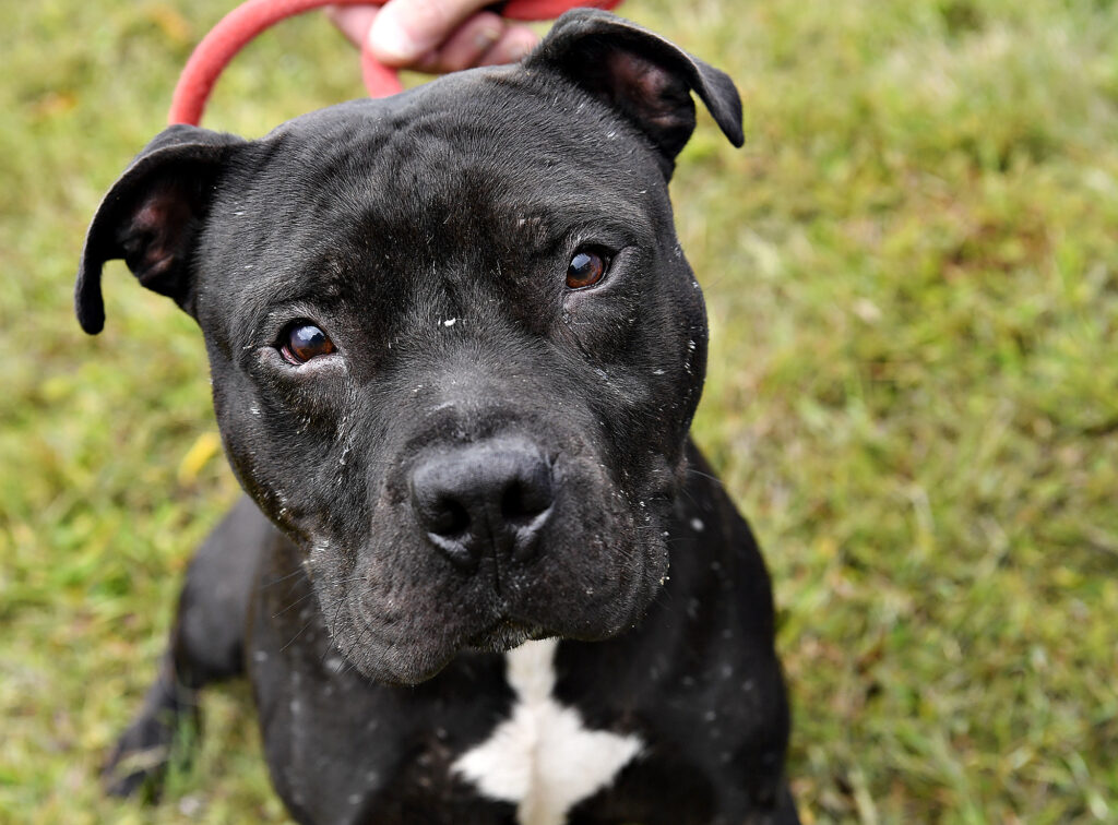 Black dog with leash looking up