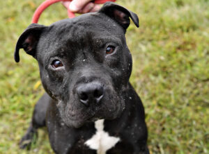 Black dog with leash looking up