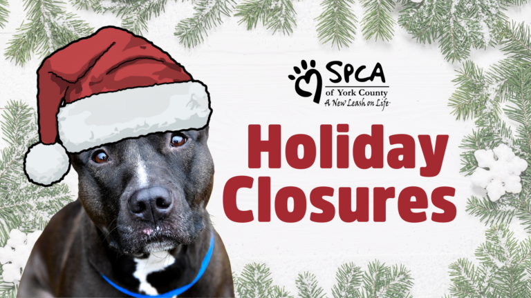 Dog wearing Santa hat announcement