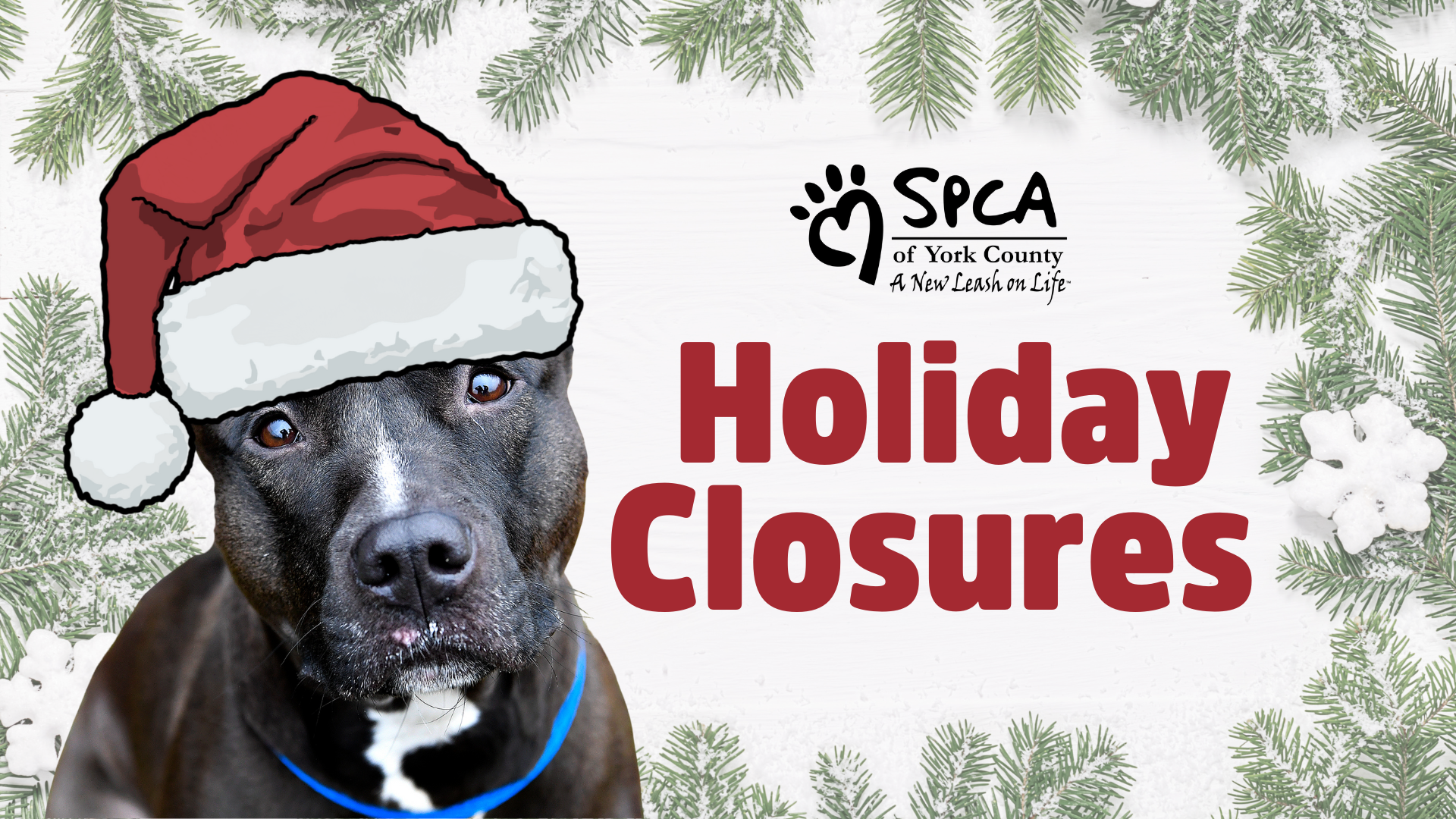 Dog wearing Santa hat announcement