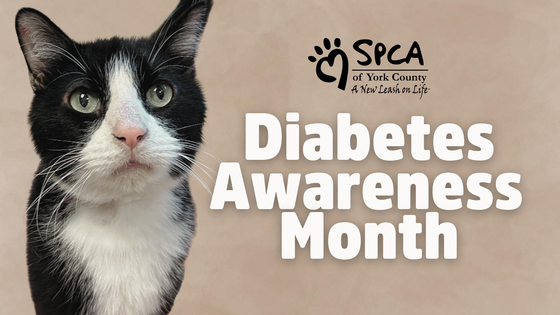 Cat promoting Diabetes Awareness Month