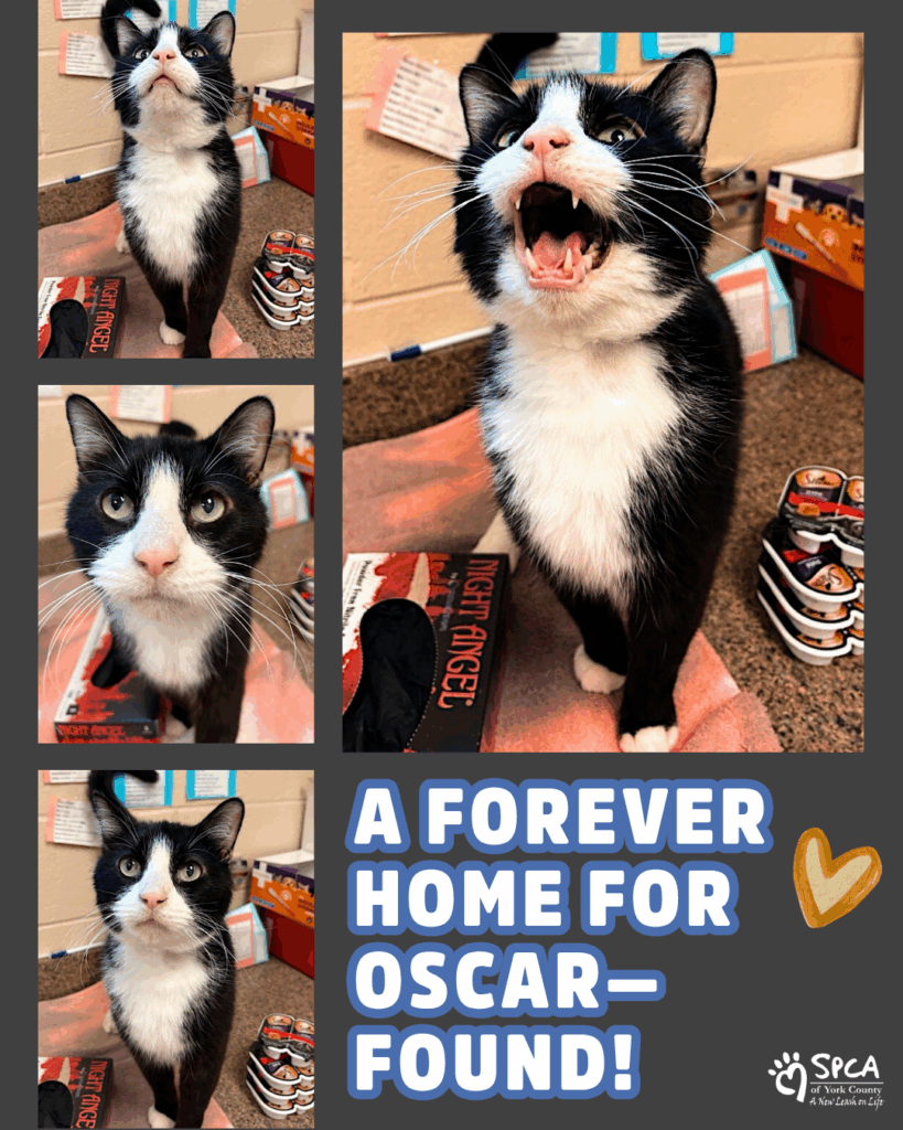 Oscar Adopted Announcement