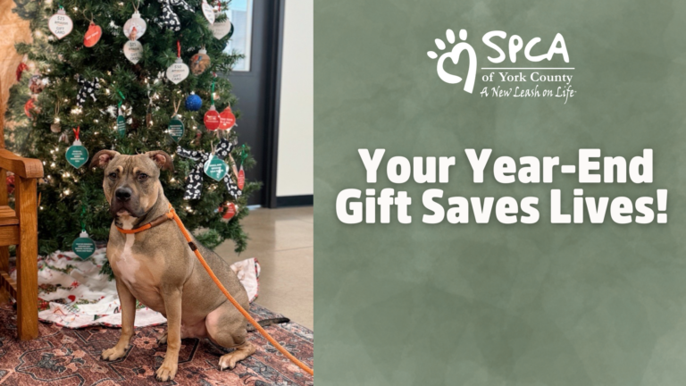 Dog beside Christmas tree and decorations.