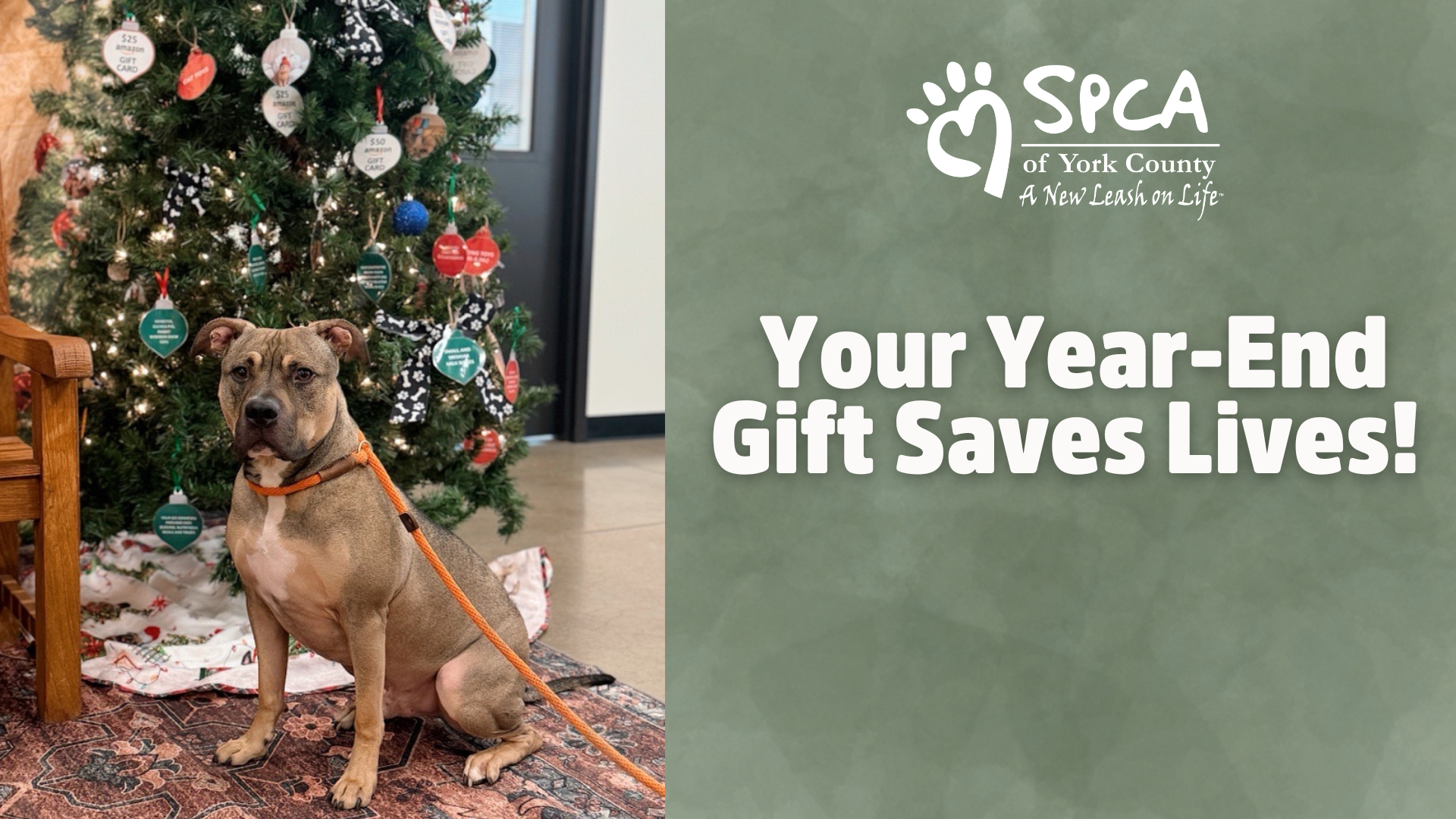 Dog beside Christmas tree and decorations.