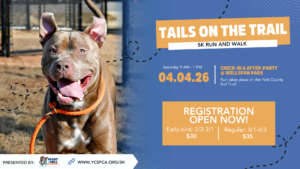 Website Banner 5K 2026