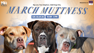 Website Banner March Muttness 2026