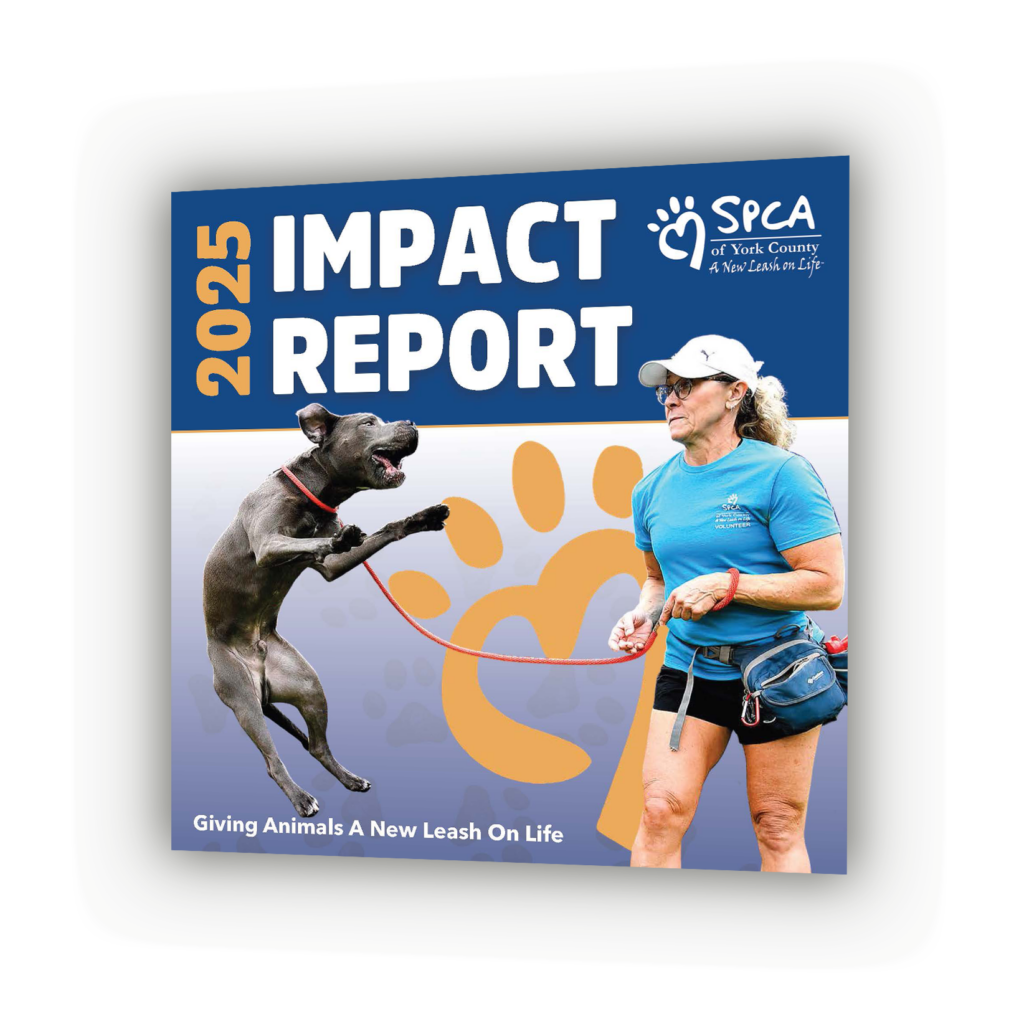 annual report 2025 angle