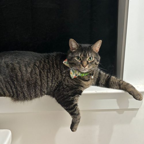 a cat lying on a window sill